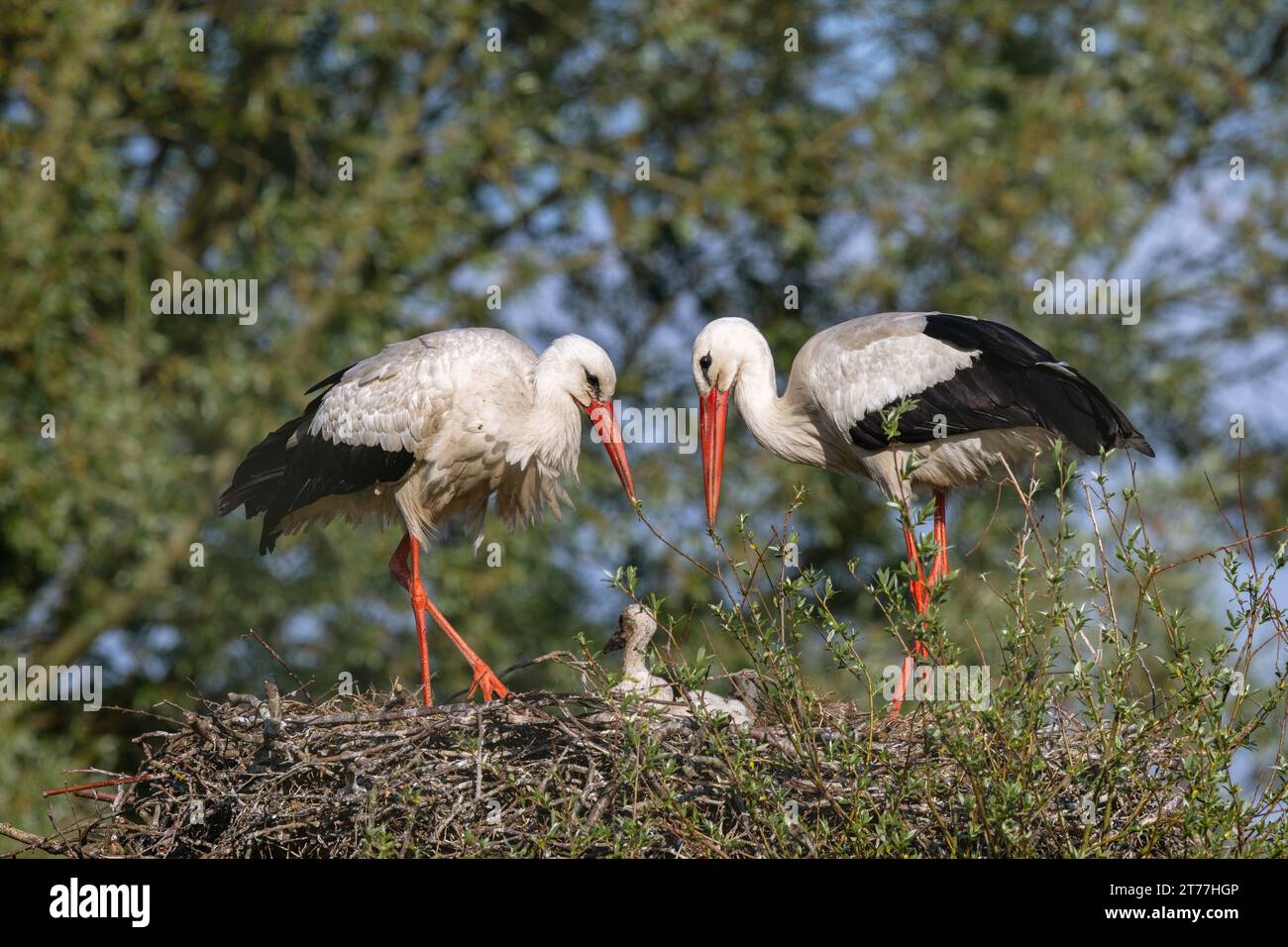 white stork (Ciconia ciconia), stork family in the nest, side view, Netherlands, Overijssel, Weerribben-Wieden National Park Stock Photo