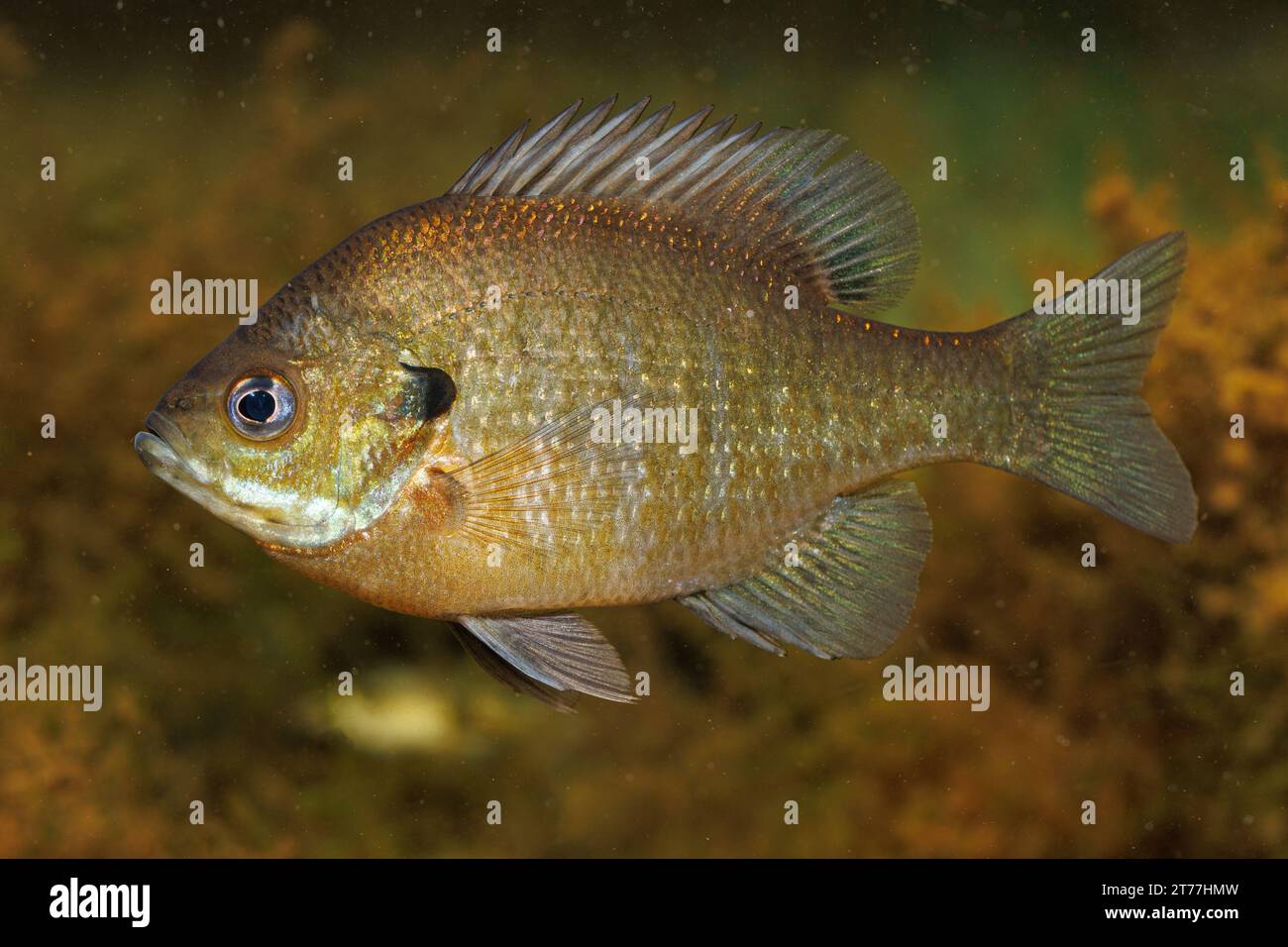 Bluegill hi-res stock photography and images - Alamy