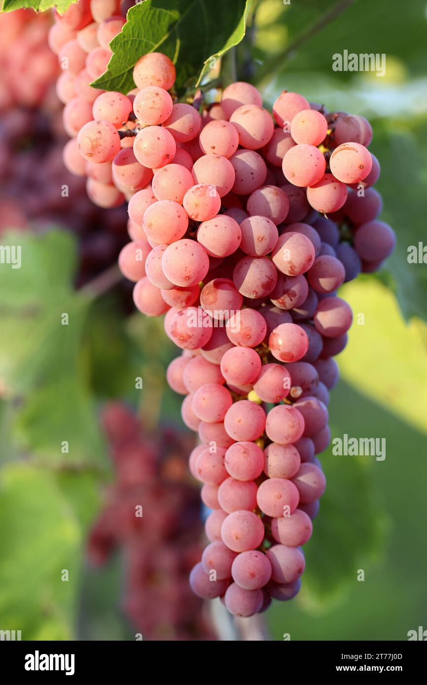 grape-vine, vine (Vitis vinifera), red grapes on a bush, Germany Stock Photo