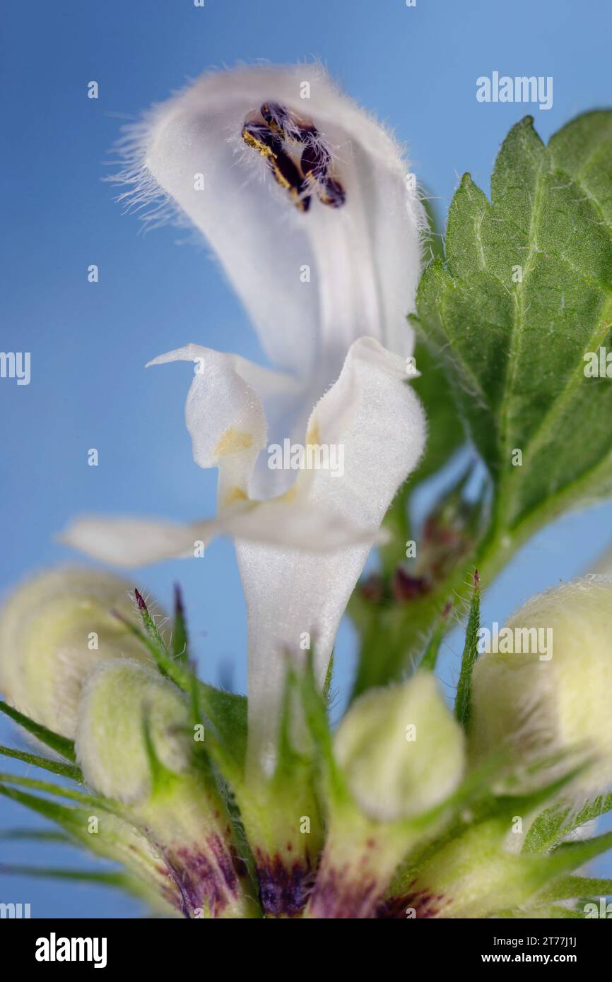 white dead-nettle, white deadnettle (Lamium album), flower details, closeup, Germany, Bavaria Stock Photo