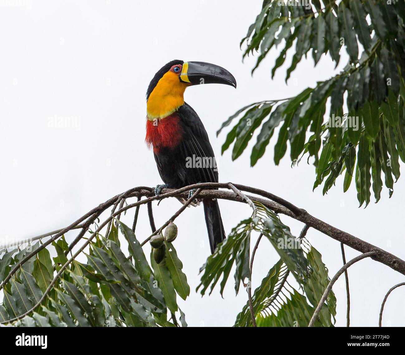 Ariel tukan, Ariel toucan (Ramphastos ariel, Ramphastos vitellinus