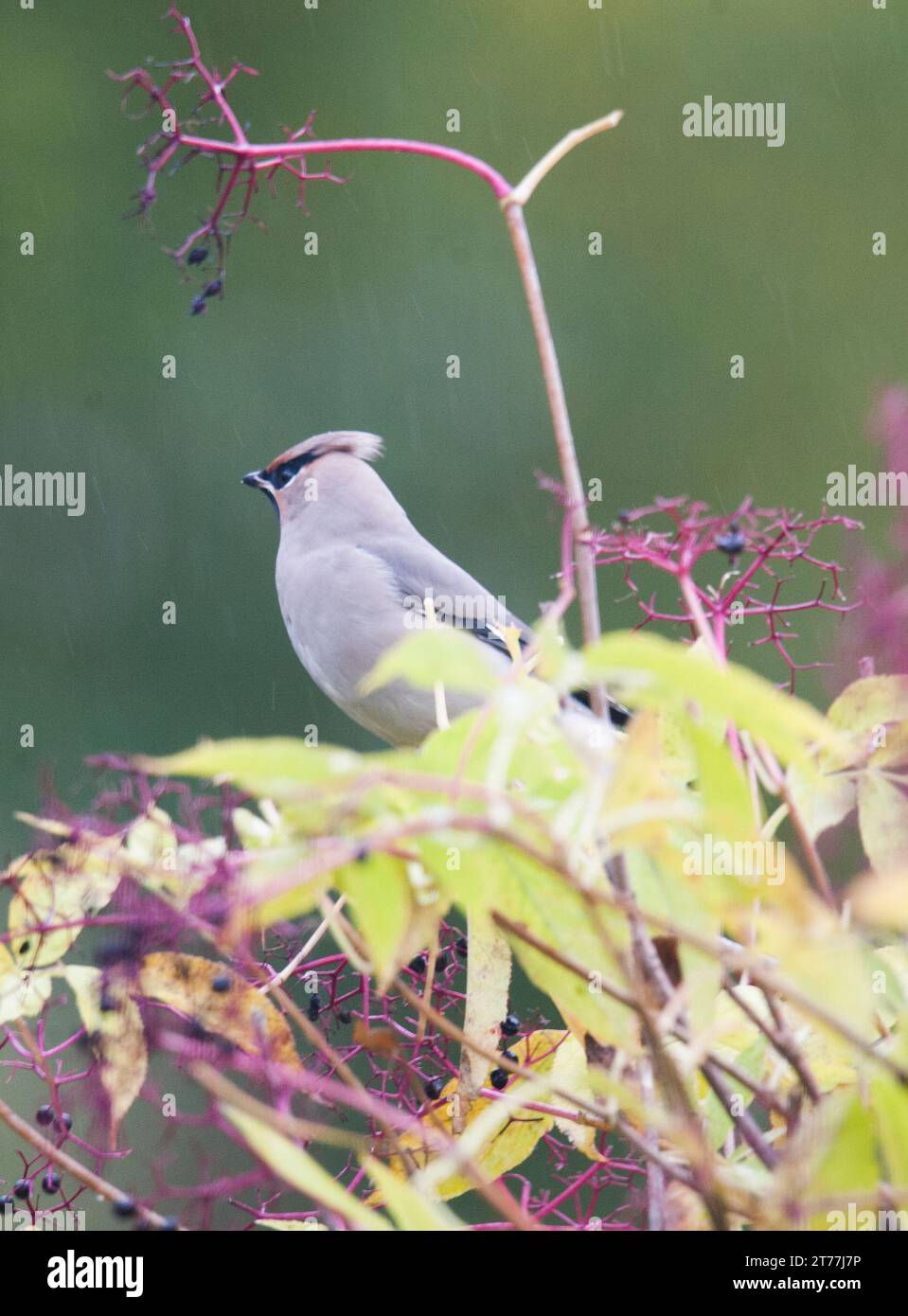 BOHEMIAN WAXWING Bombycilla garrulus Stock Photo