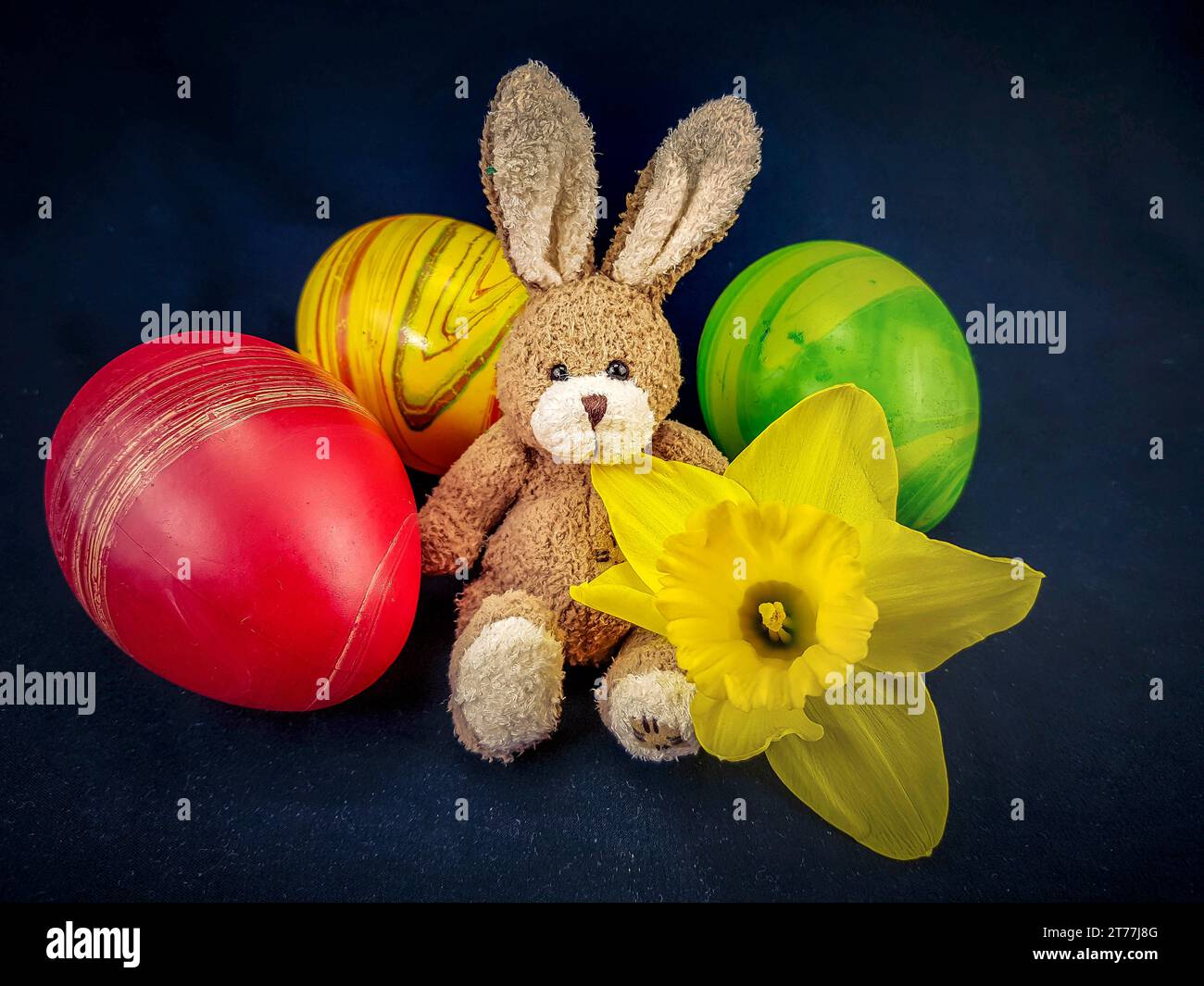 daffodil (Narcissus spec.), Ester eggs, daffodill flower and Easter bunny Stock Photo