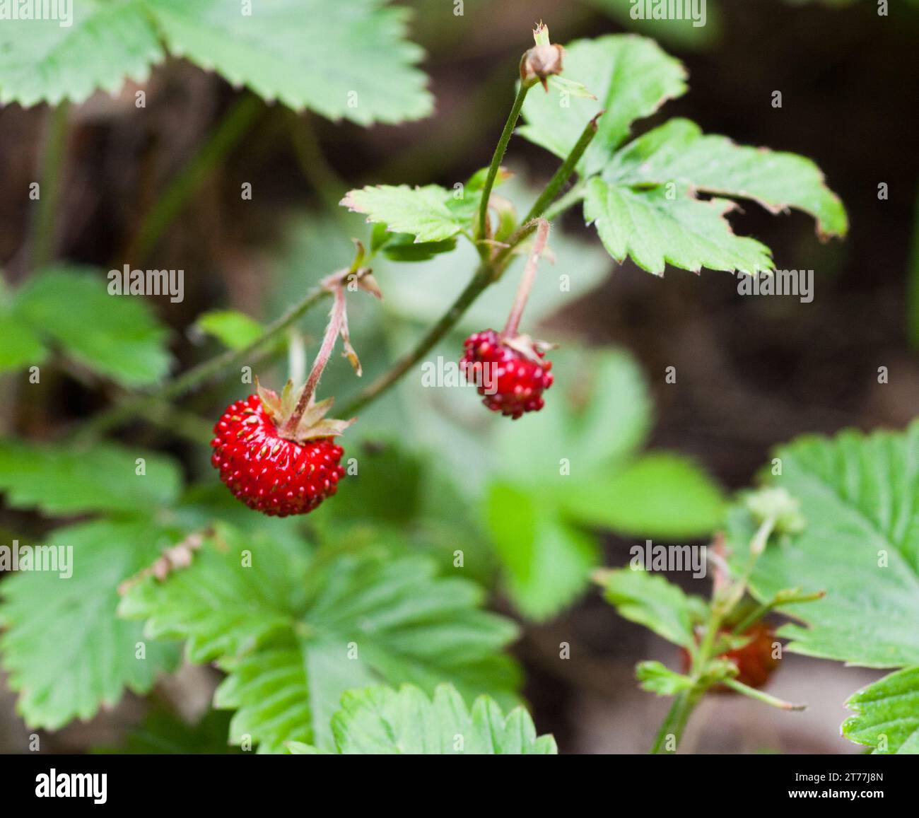 FRAGARIA VESCA  wild strawberry perennial herbaceous plant Stock Photo