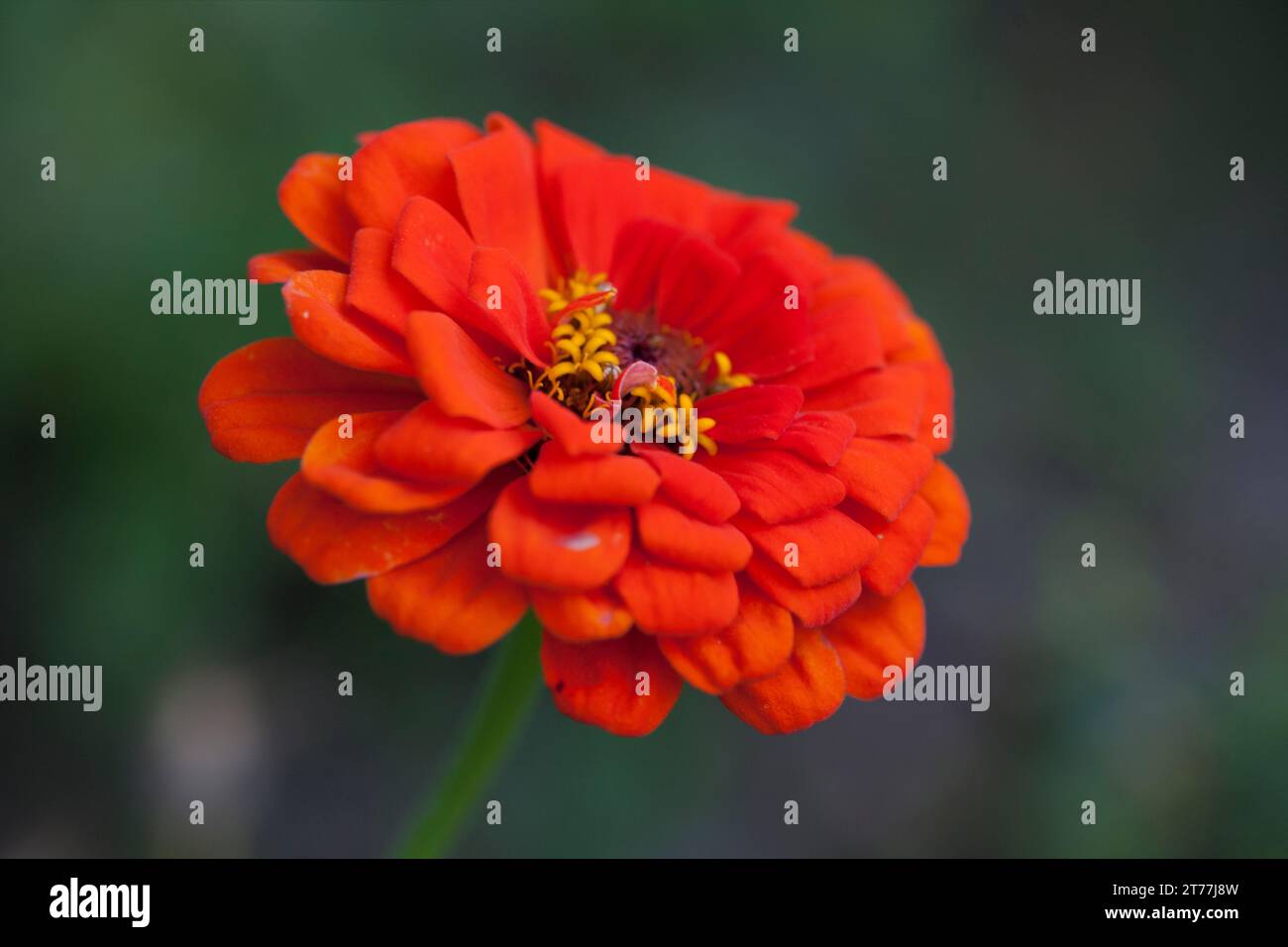 ZINNIA plant in family Asteraceae Stock Photo
