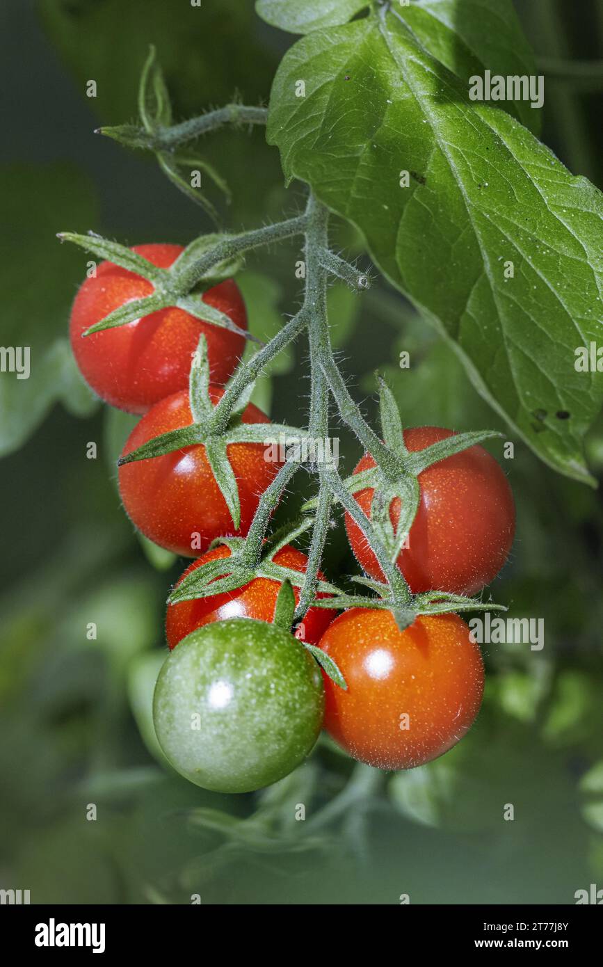 garden tomato (Solanum lycopersicum, Lycopersicon esculentum), fruits Stock Photo