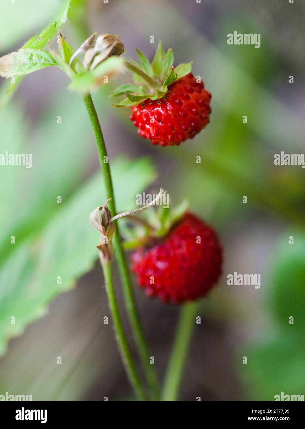 FRAGARIA VESCA  wild strawberry perennial herbaceous plant Stock Photo