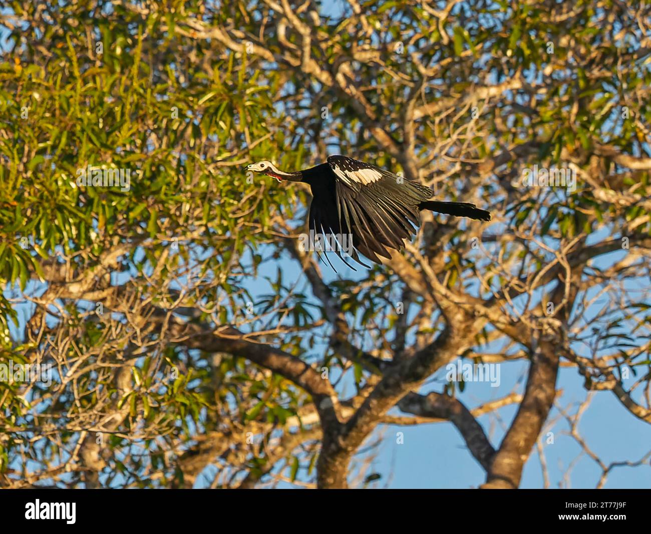 Red-throated piping guan (Pipile cujubi), adult in flight, vulnerable species, Brazil, Pantanal Stock Photo