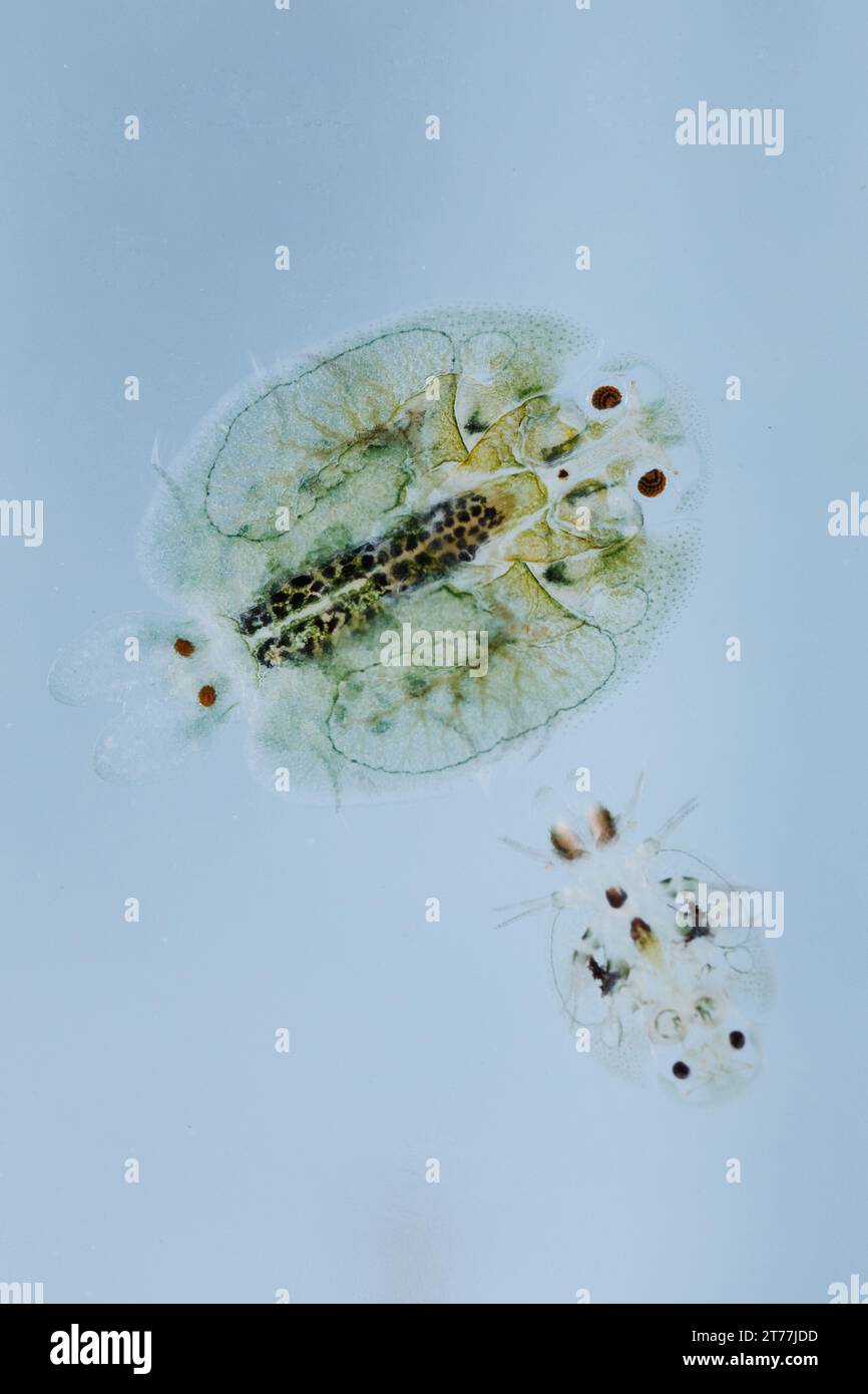 Carp louse (Argulus foliaceus), adult female and juvenile Stock Photo