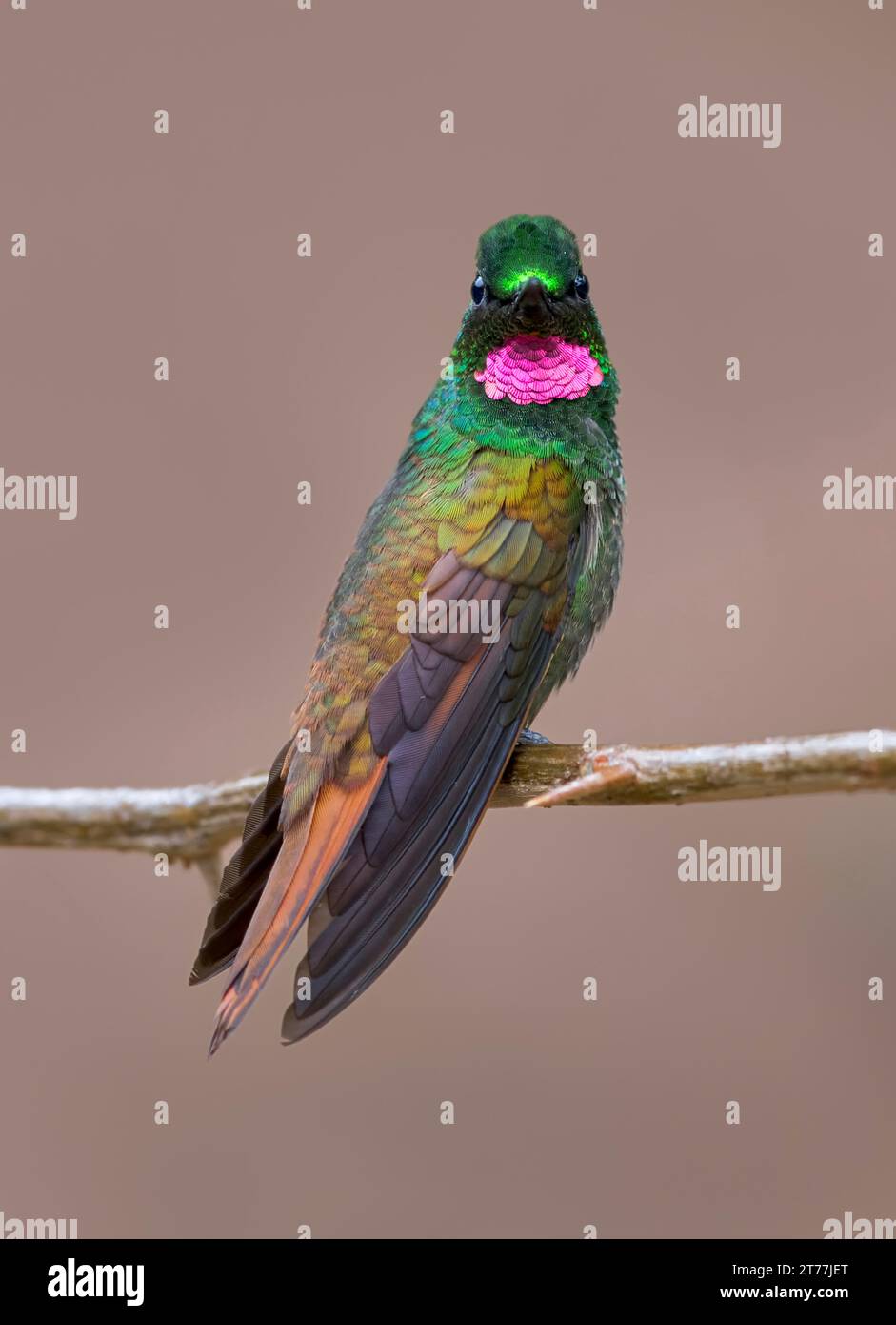 Brazilian ruby (Clytolaema rubricauda), male perched on a thin branch, Brazil, 1 Stock Photo