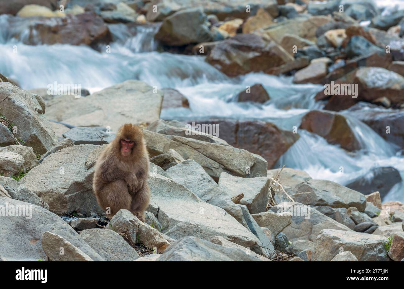 Japanese macaque, snow monkey (Macaca fuscata), sitting in a hot spring, Japan, Jigokudani Monkey Park Stock Photo