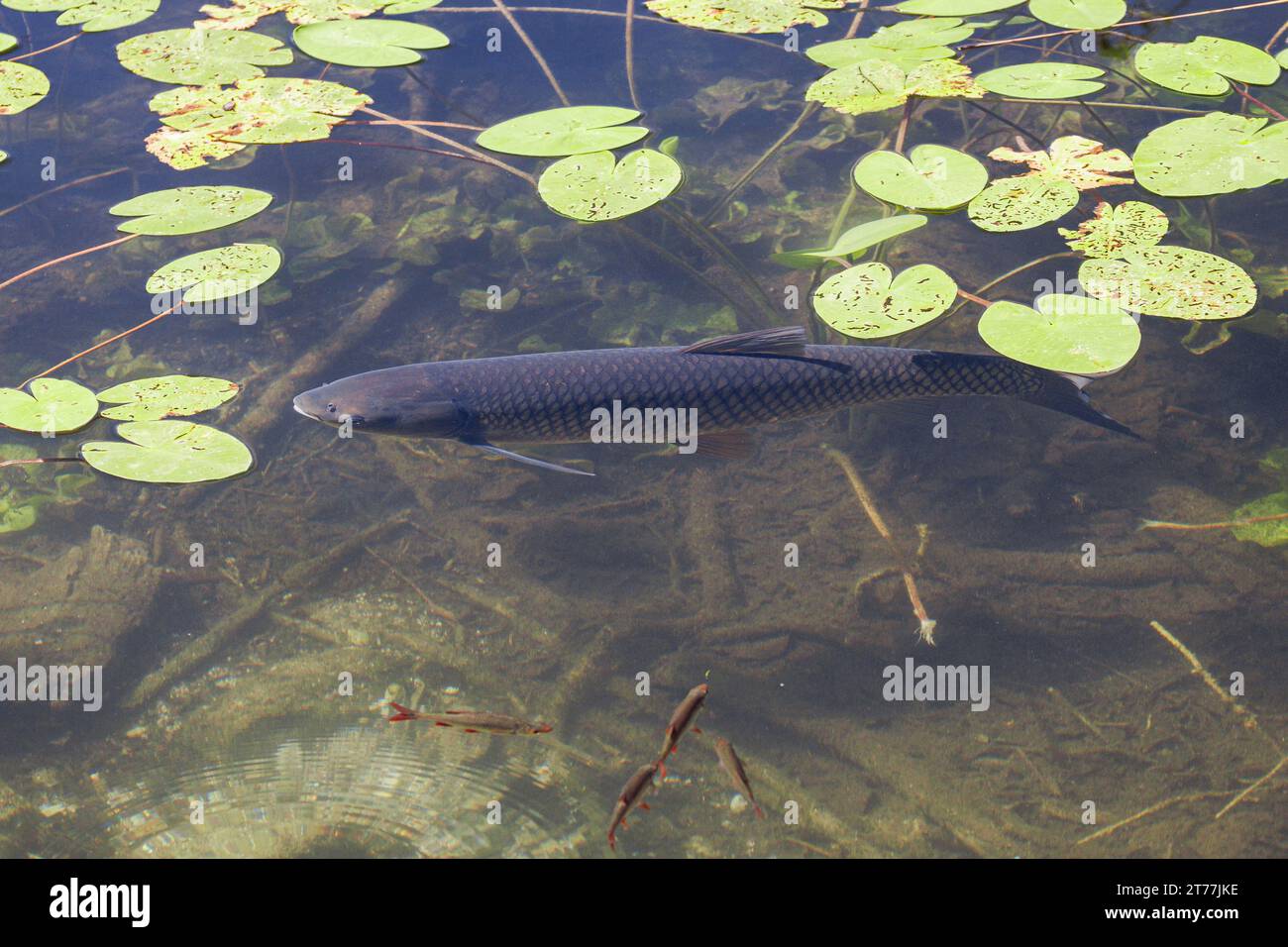 Grass carp (Ctenopharyngodon idella), under pond lily pads, Germany, Bavaria Stock Photo