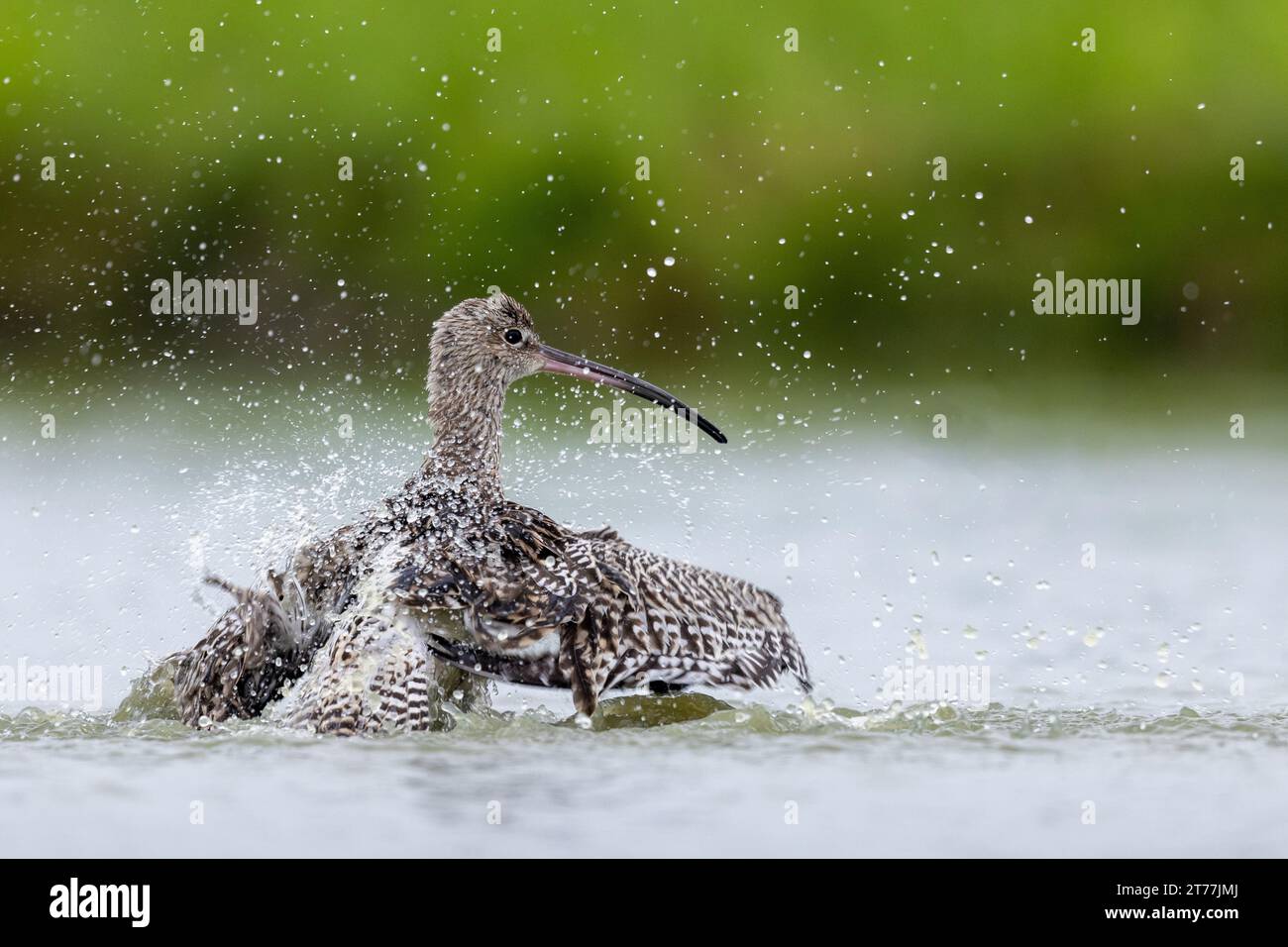 western curlew, Eurasian curlew, common curlew (Numenius arquata), bathing in shallow water, rear view, Netherlands, Frisia, Bolsward Stock Photo