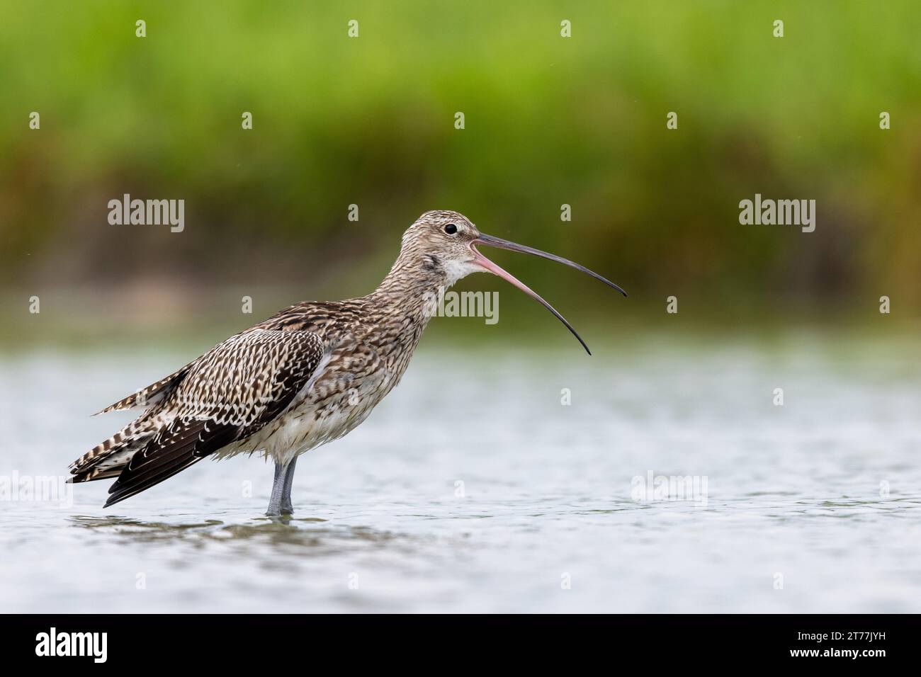 western curlew, common curlew, Eurasian curlew (Numenius arquata), stands calling in shallow water, side view, Netherlands, Frisia, Bolsward Stock Photo