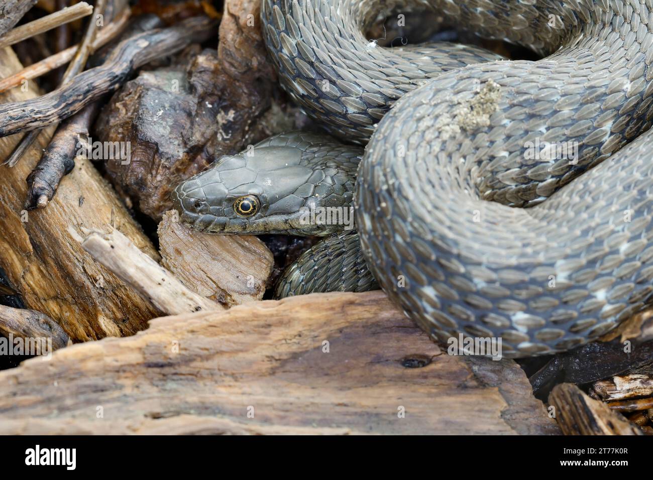 dice snake, water snake (Natrix tessellata), between dead wood, portrait, Croatia Stock Photo