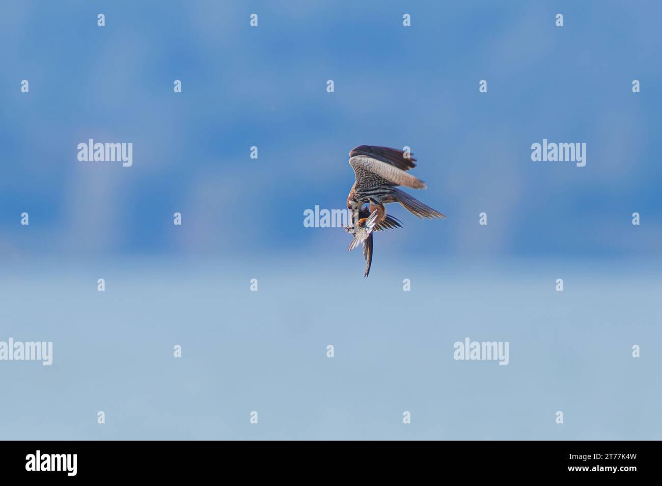 northern hobby (Falco subbuteo), gorging in flight a preyed swift, side view, Germany, Bavaria, Lake Chiemsee Stock Photo