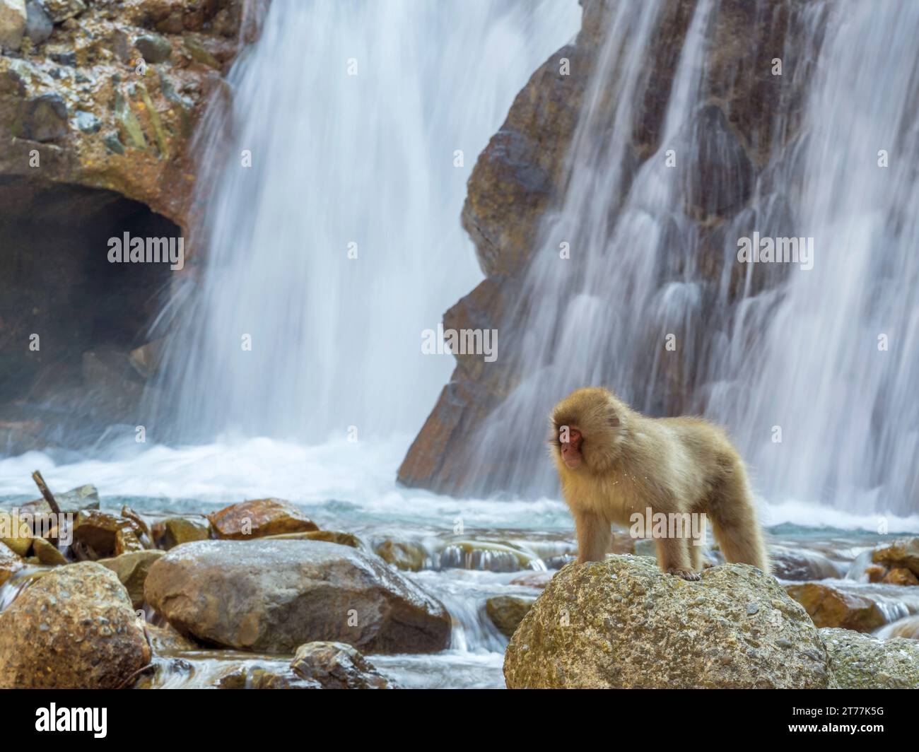 Japanese macaque, snow monkey (Macaca fuscata), standing in a hot