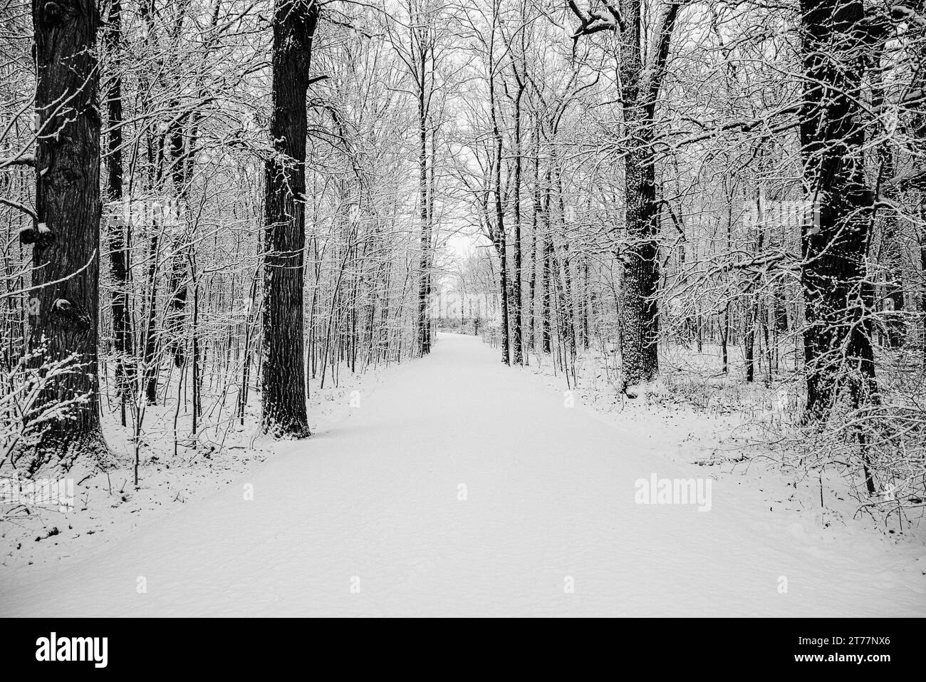 Covered pathway Black and White Stock Photos & Images - Alamy