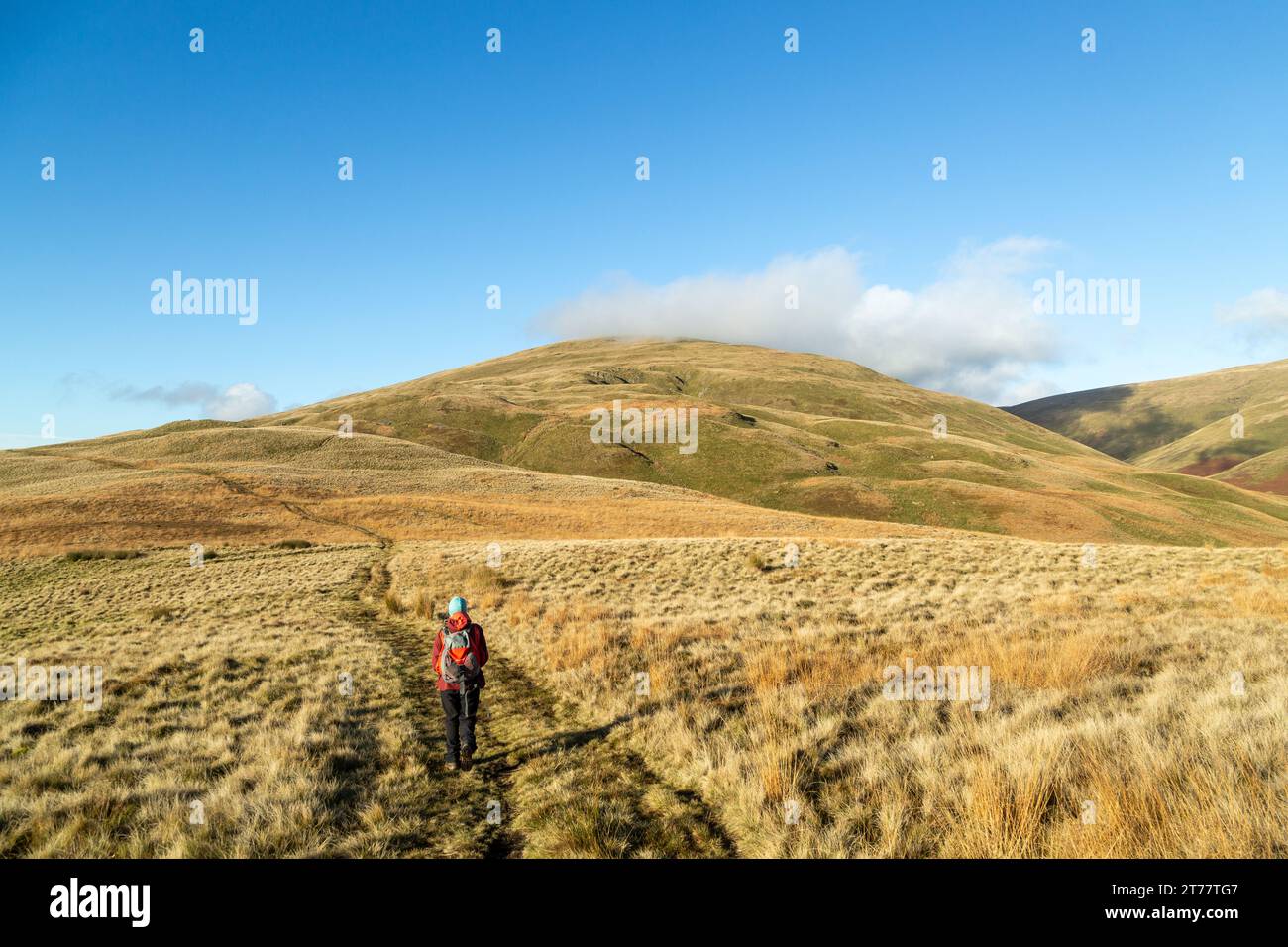 A walker heading towards King's Seat Hill in the Ochil Hills near Dollar, Clackmannanshire, Scotland Stock Photo