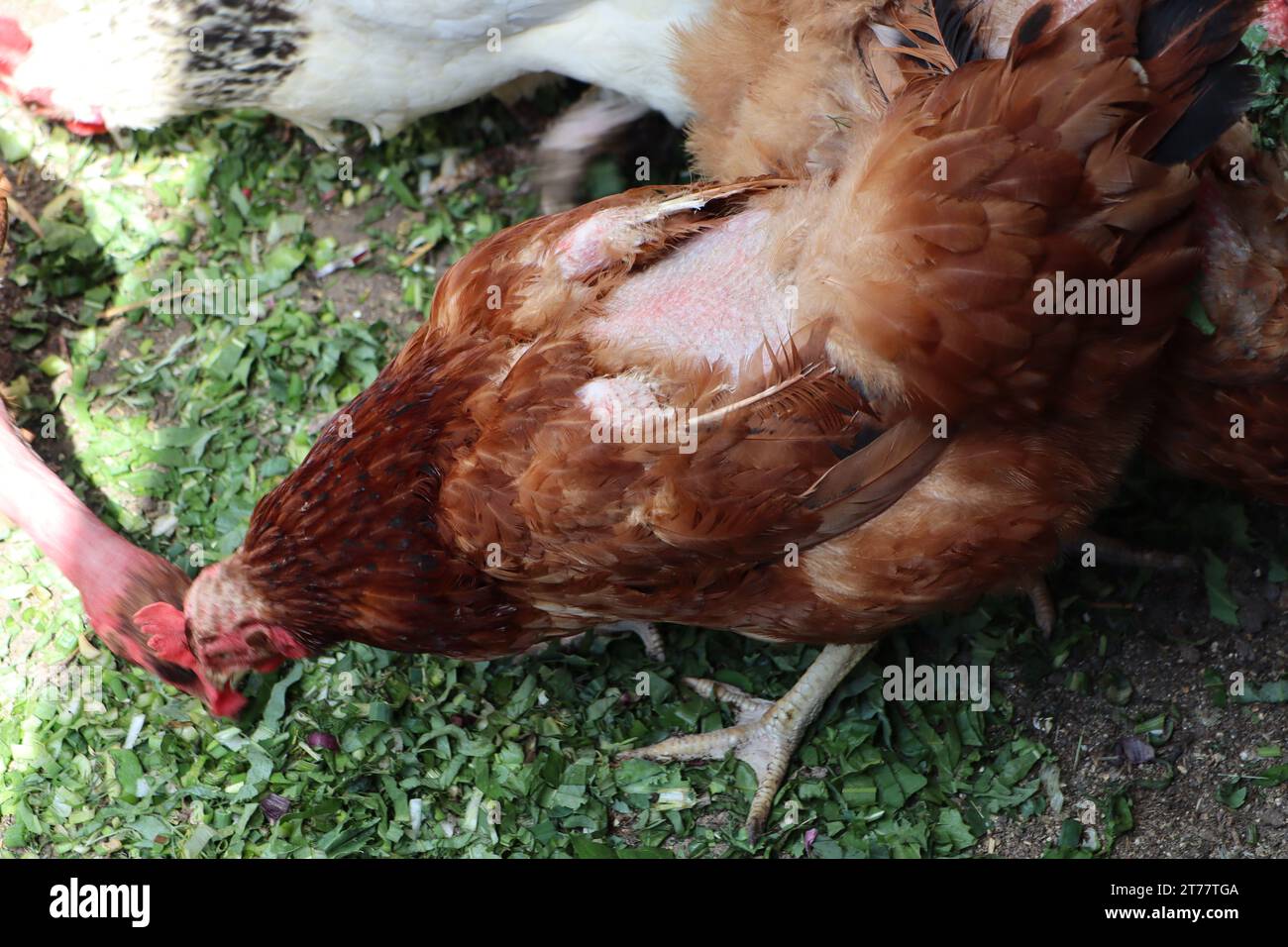 A parasite that eats feathers has been found in the chicken coop The ...