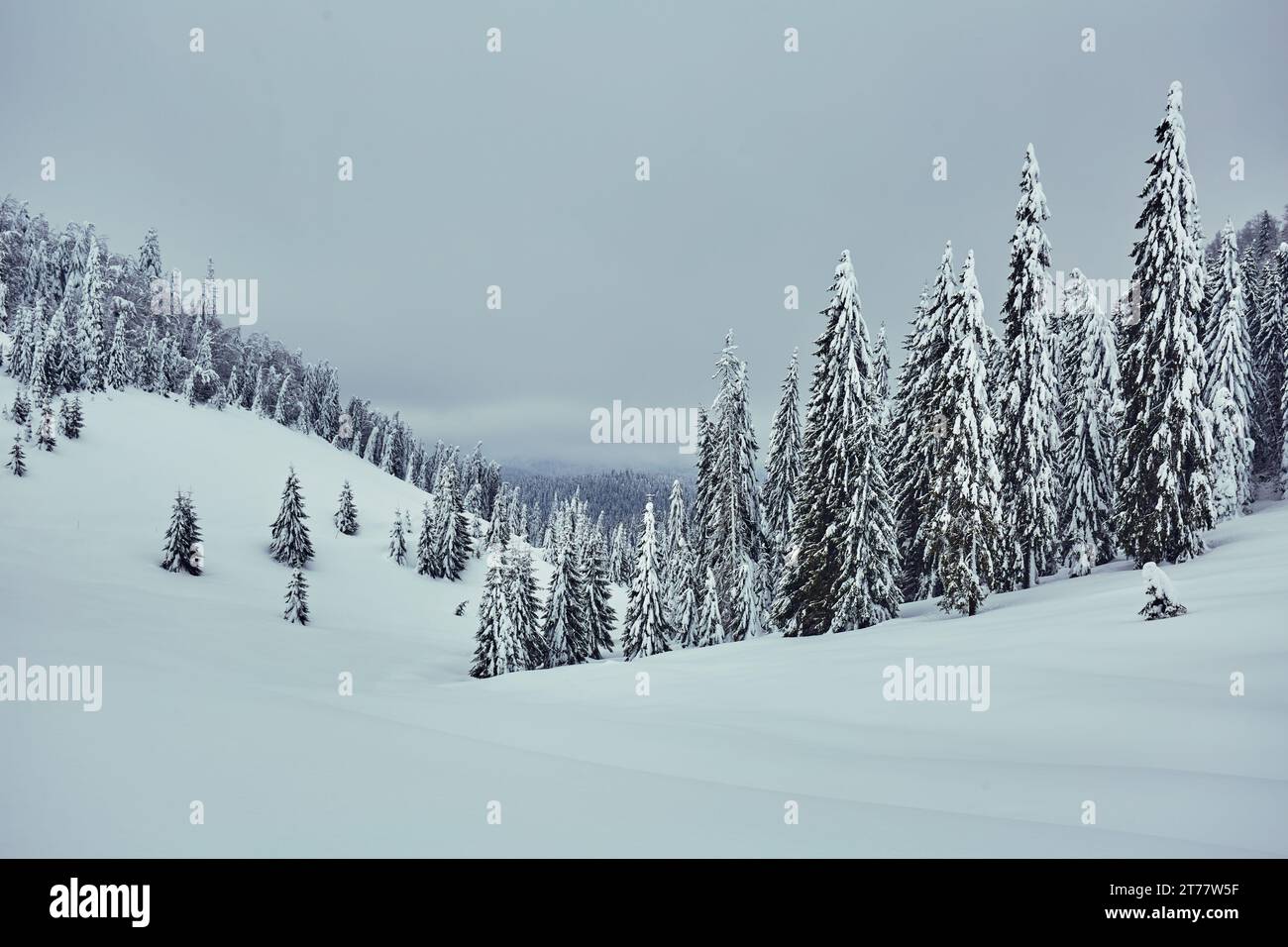 Winter landscape with pine forests on the mountain covered in snow ...