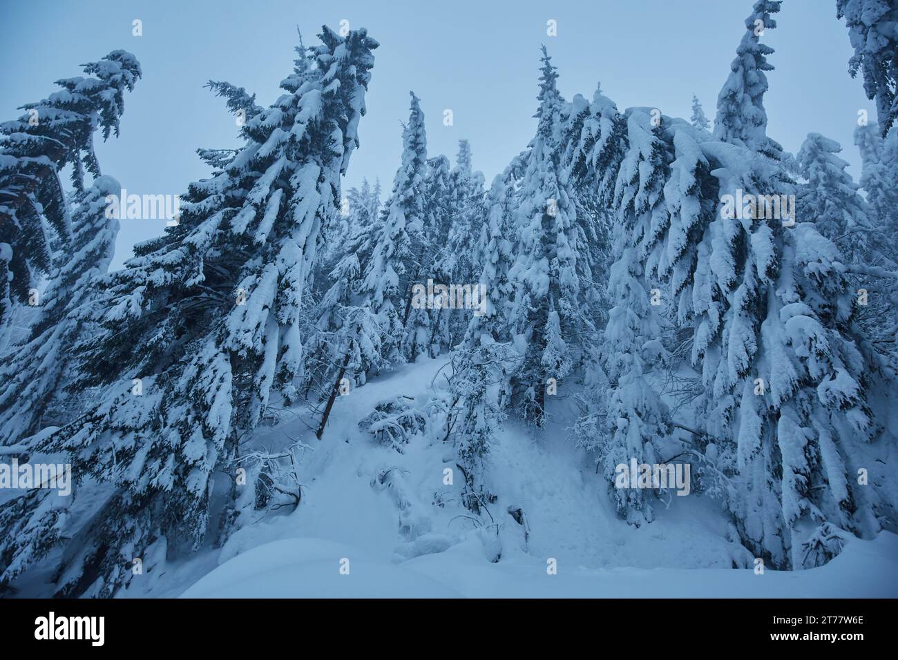 Winter landscape with pine forests on the mountain covered in snow ...