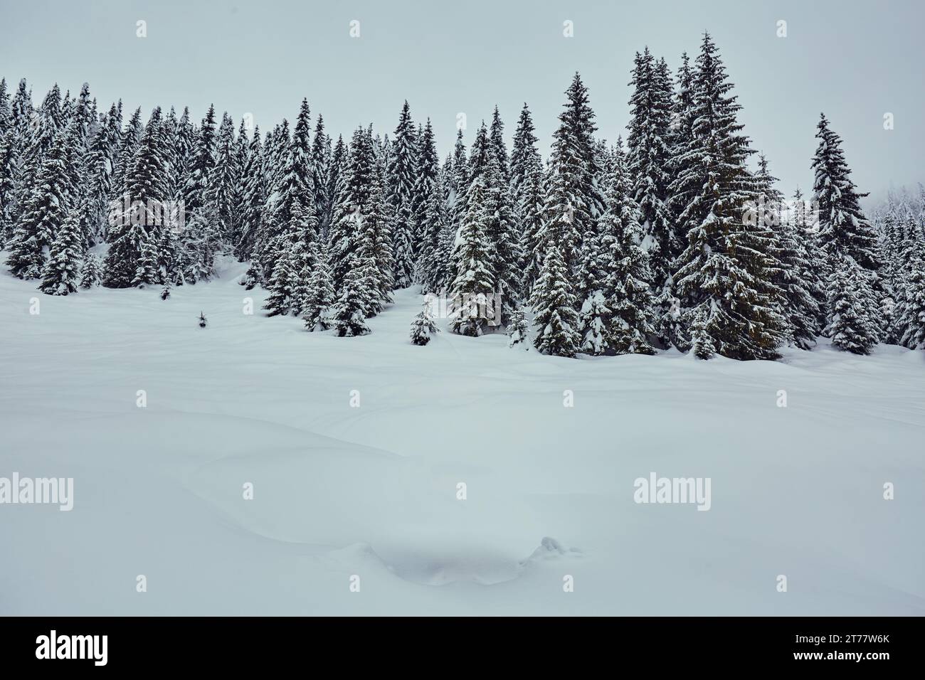 Winter landscape with pine forests on the mountain covered in snow ...