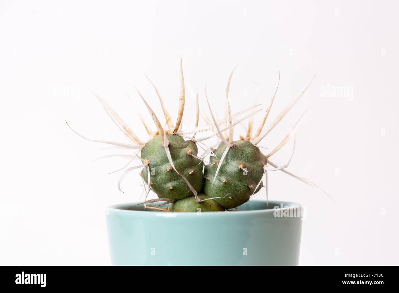 The Paper Spine Cactus ,Tephrocactus articulatus, also known as Spruce Cactus Stock Photo