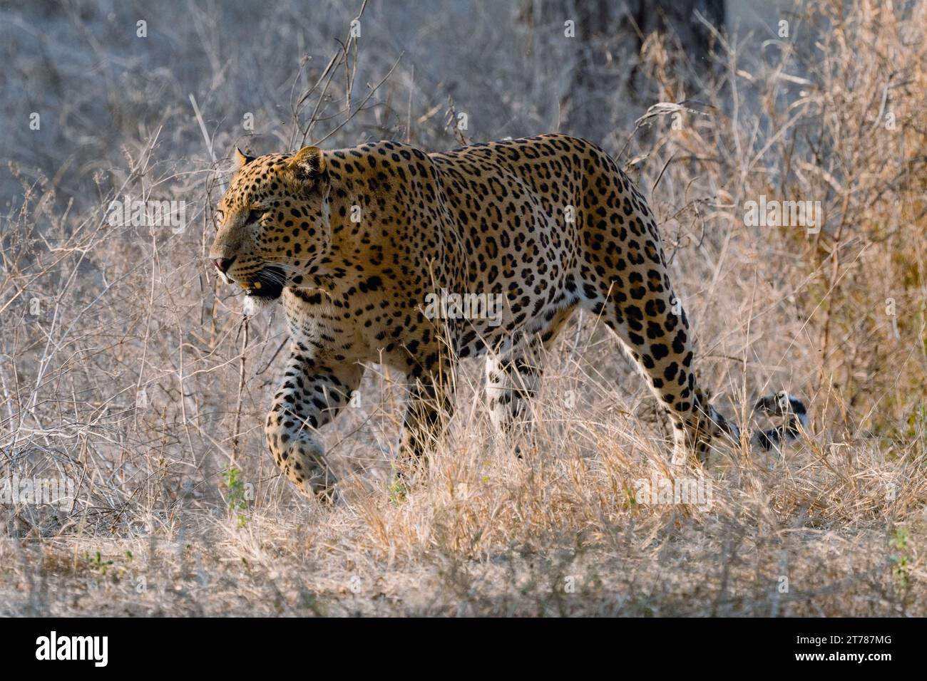 Portrait cat walking in hi-res stock photography and images - Alamy