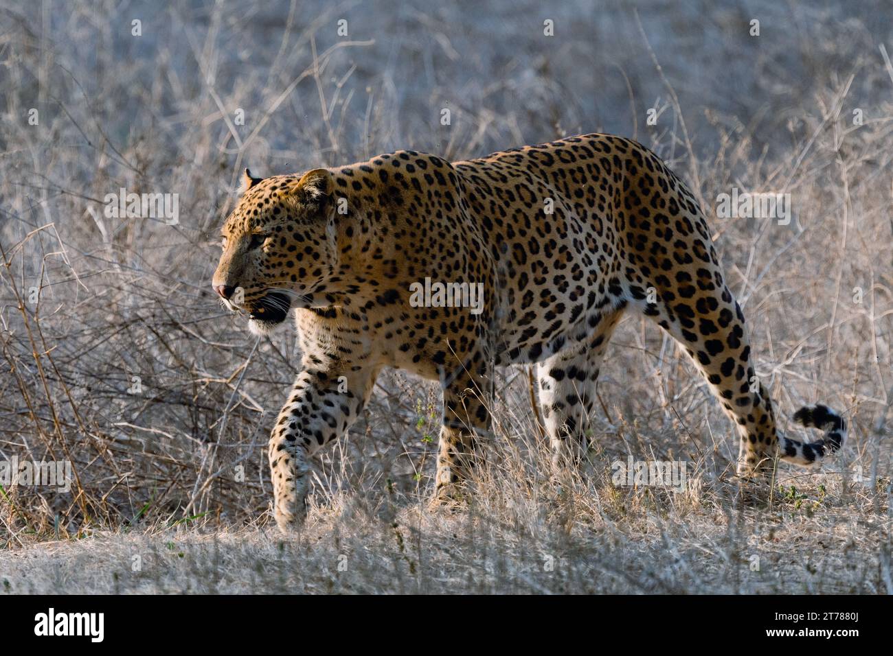 Leopard walking wild in a forest Stock Photo - Alamy