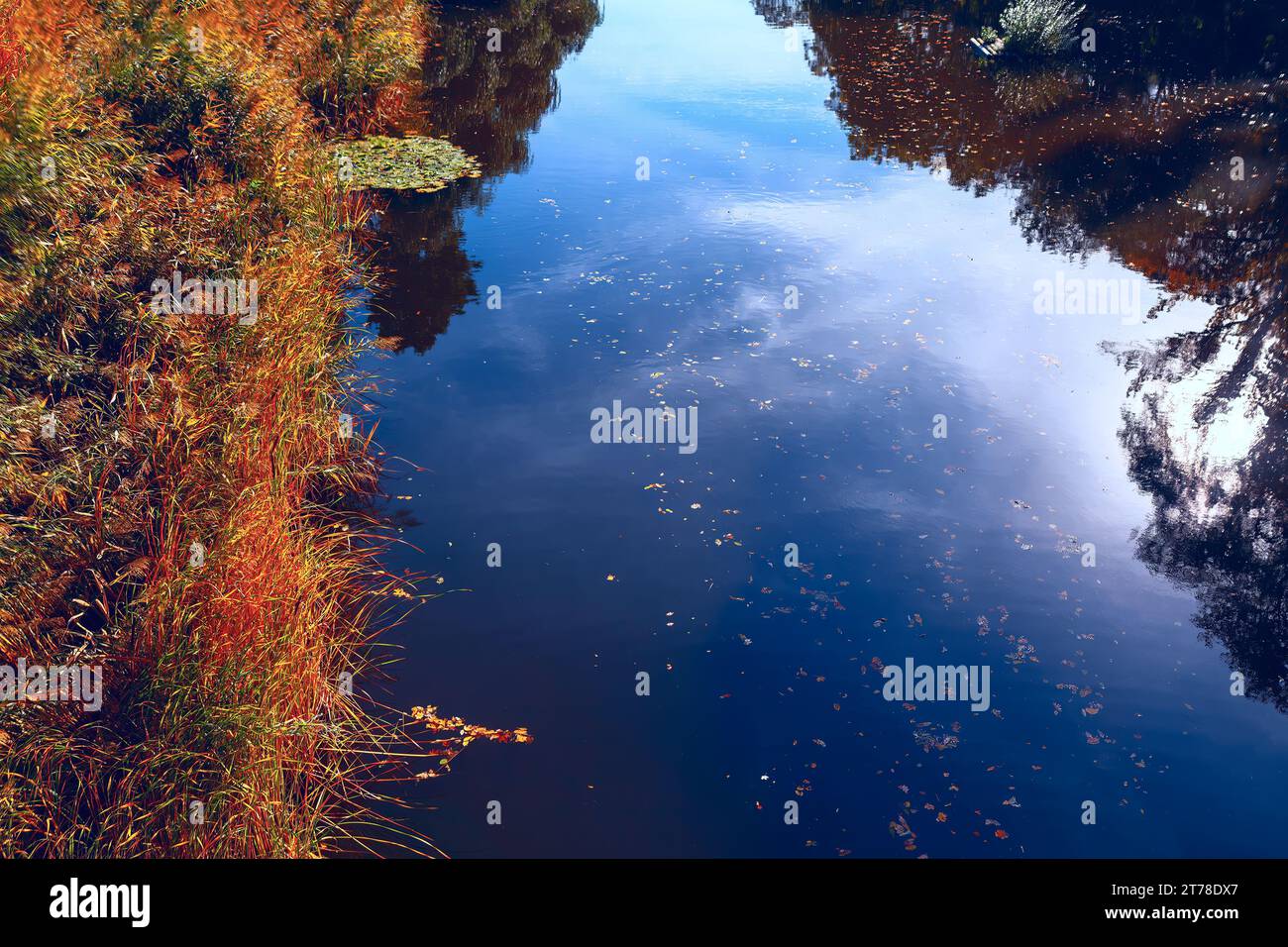 Shoreline trees reflected in hi-res stock photography and images - Alamy