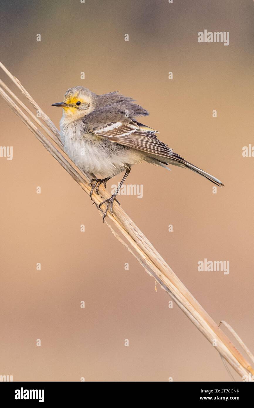 Wagtail bird at Bharatpur Bird Sanctuary in Rajasthan, India Stock ...