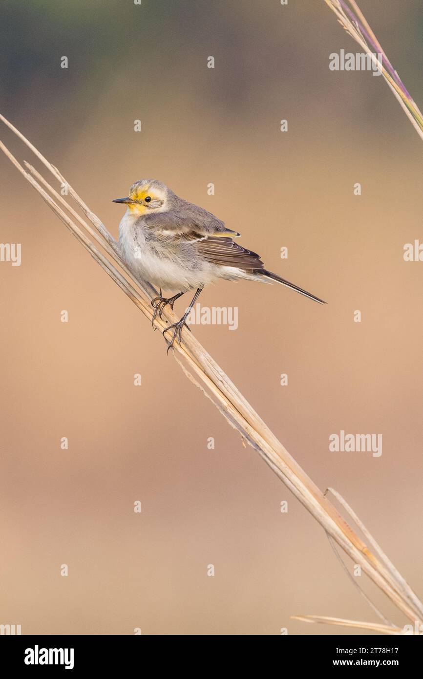 Wagtail bird at Bharatpur Bird Sanctuary in Rajasthan, India Stock ...
