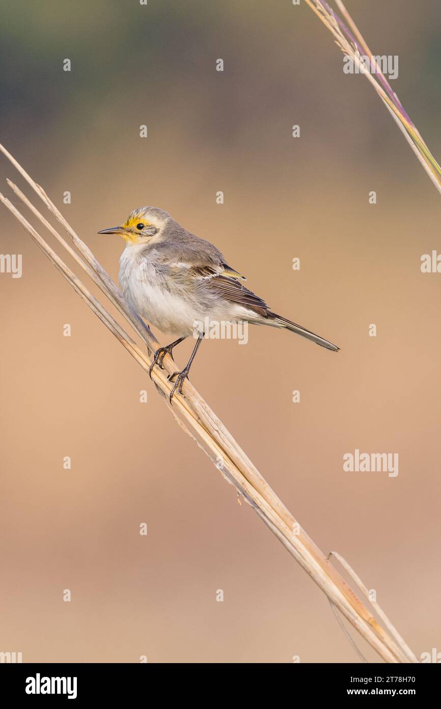Wagtail bird at Bharatpur Bird Sanctuary in Rajasthan, India Stock ...
