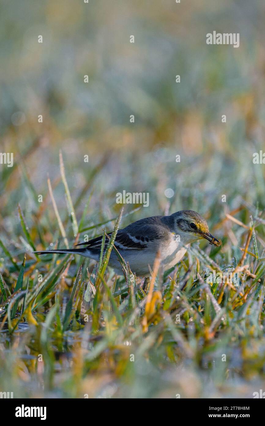 Wagtail bird at Bharatpur Bird Sanctuary in Rajasthan, India Stock ...