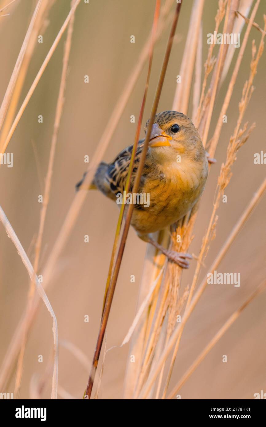 Baya weaver bird in India Stock Photo - Alamy