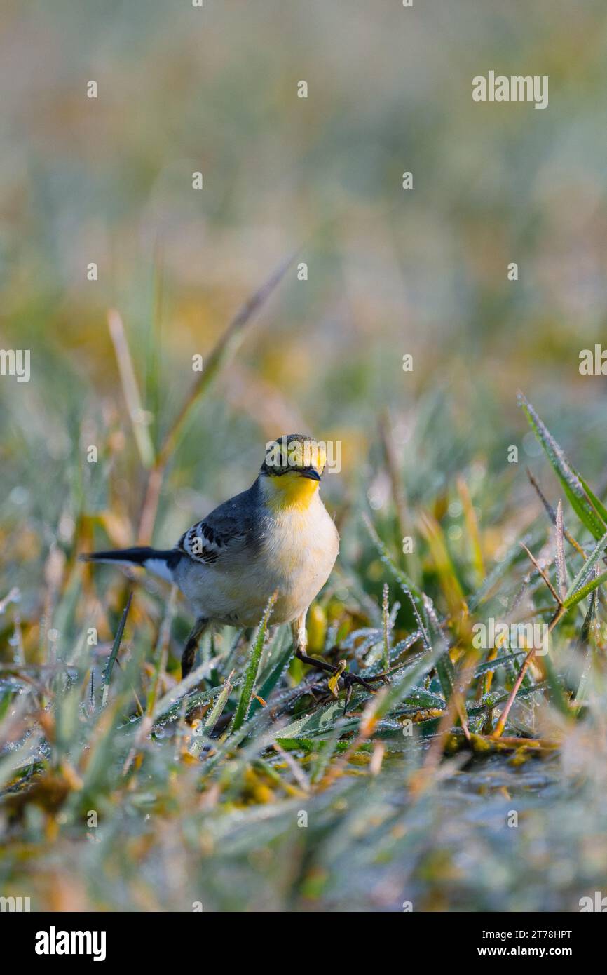 Wagtail bird at Bharatpur Bird Sanctuary in Rajasthan, India Stock ...