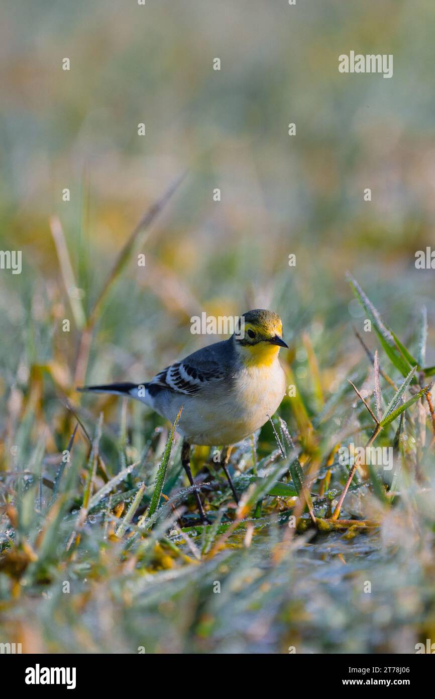 Wagtail bird at Bharatpur Bird Sanctuary in Rajasthan, India Stock ...