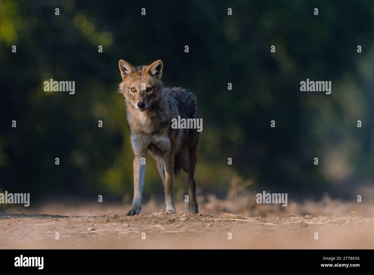Jackal at Bharatpur Bird Sanctuary in Rajasthan, India during golden ...