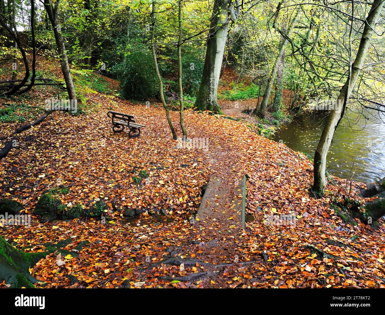 Autumn trees by the River Nidd in Foolish Wood at Knaresborough North Yorkshire England Stock Photo