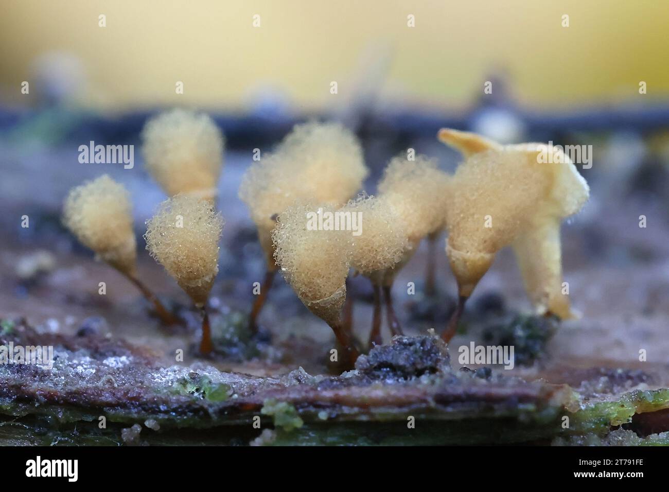 Hemitrichia calyculata, commonly known as push pin slime mold Stock Photo