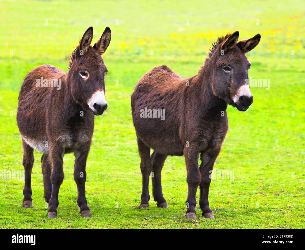 two donkeys standing in the meadow at the farm Stock Photo