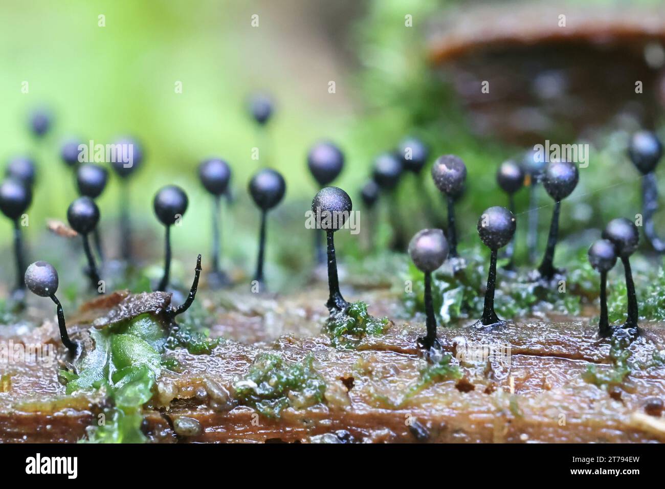 Lamproderma columbinum, a slime mold from Finland, no common English name Stock Photo