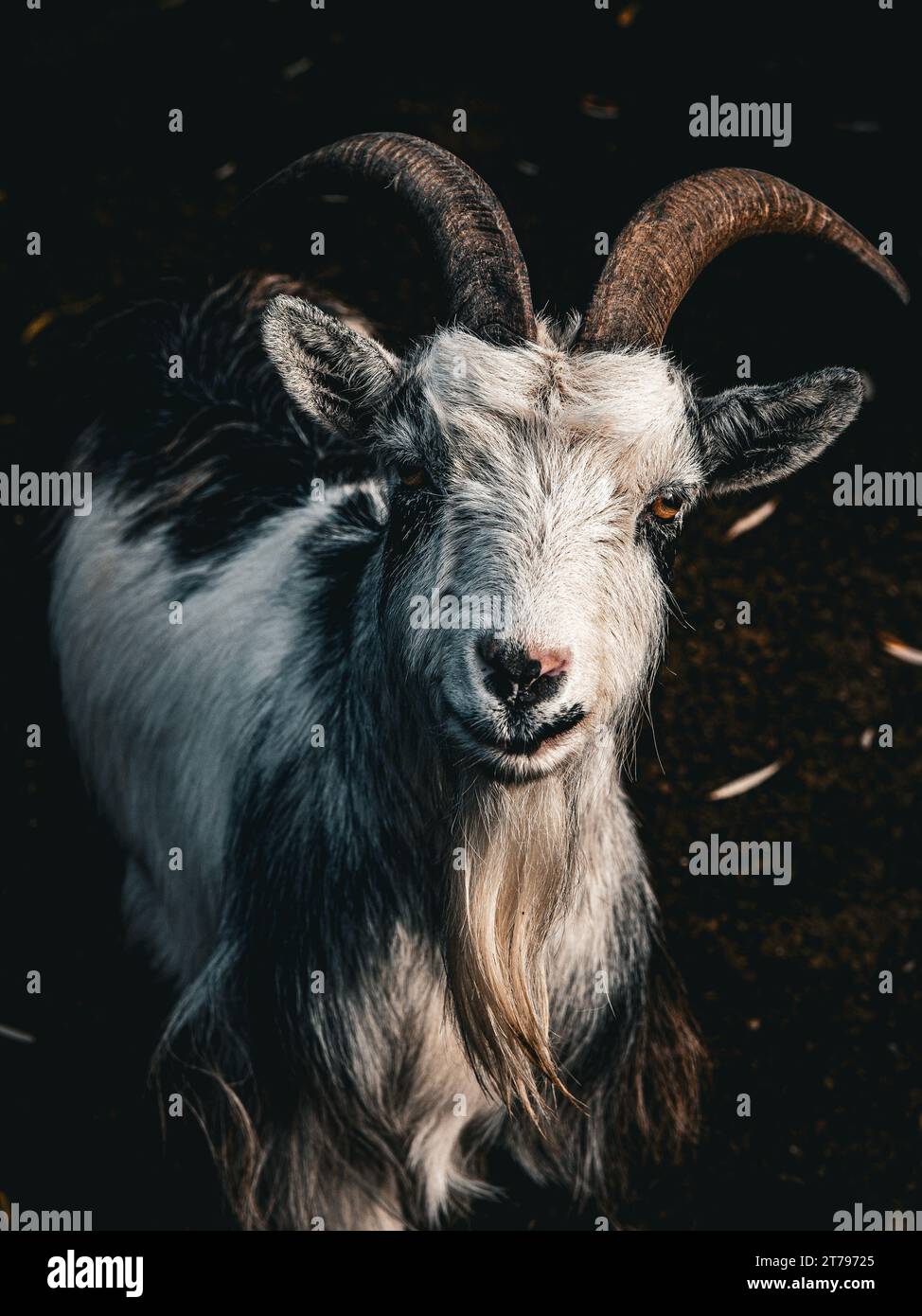 Dutch landrace goat, closeup Stock Photo