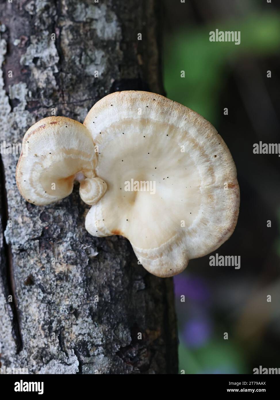 Neofavolus suavissimus, also known as Lentinus suavissimus, an oysterling mushroom from Finland, no common English name Stock Photo