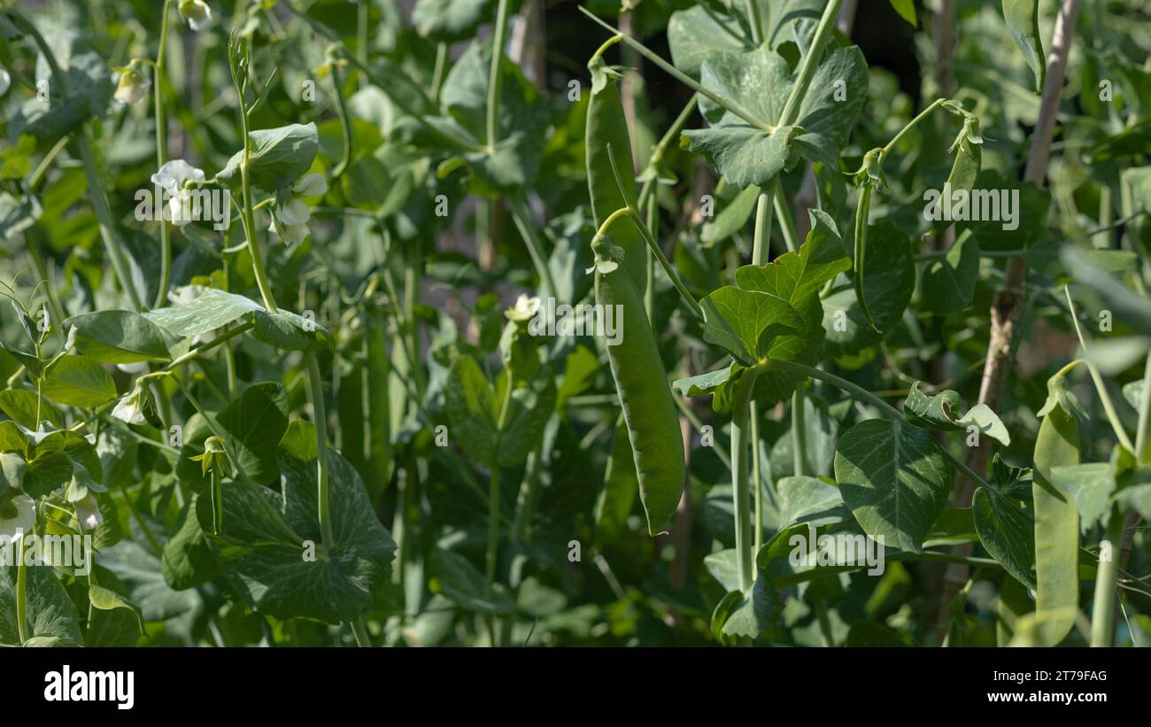 Close up of garden pea pods hanging on the plant in the Spring sunshine Stock Photo