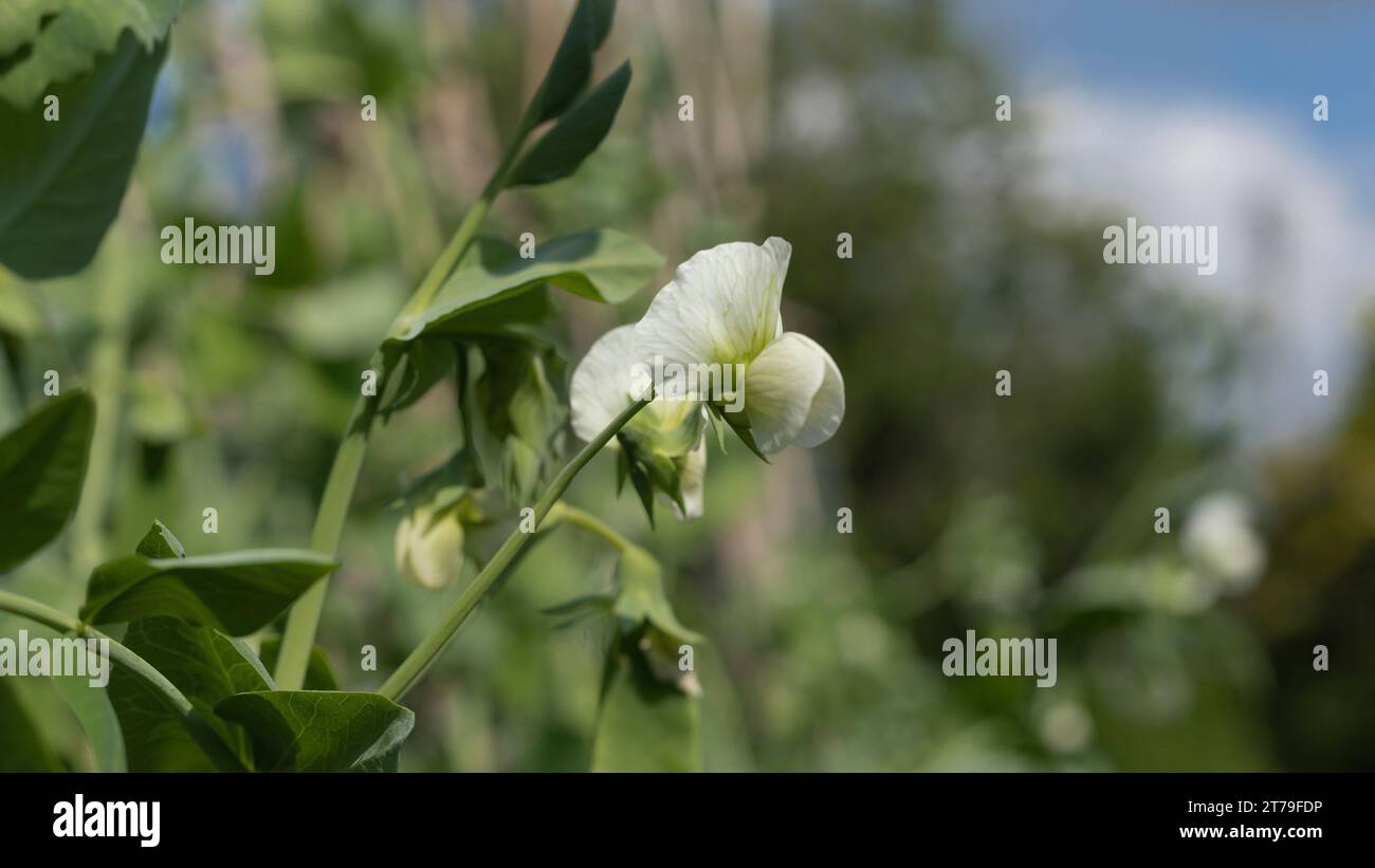 Close up of the creamy white flower on a Garden Pea plant Stock Photo