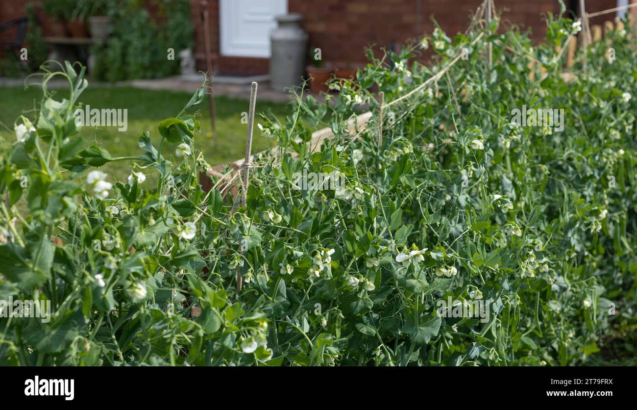 Garden peas flowering and growing in an allotment in a long row Stock Photo