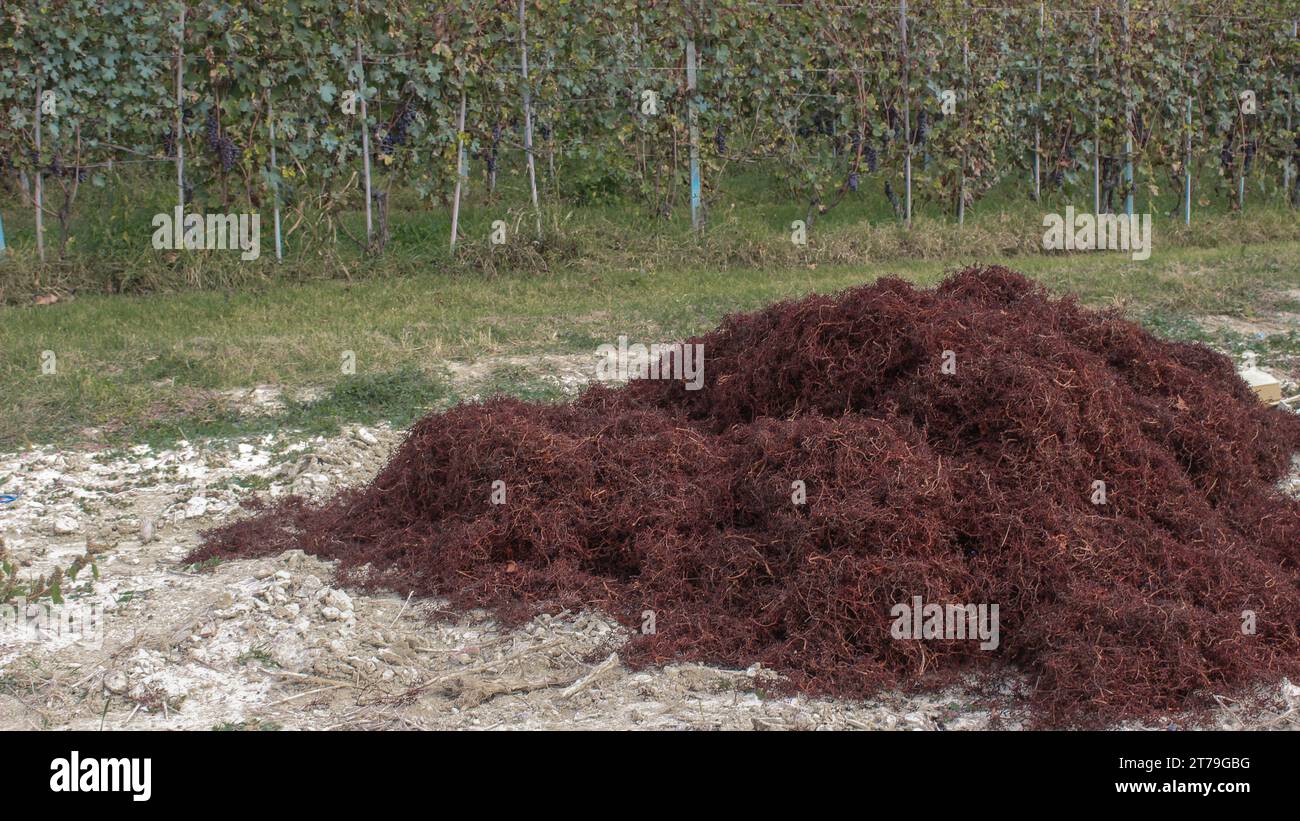 Wine making process hires stock photography and images Alamy