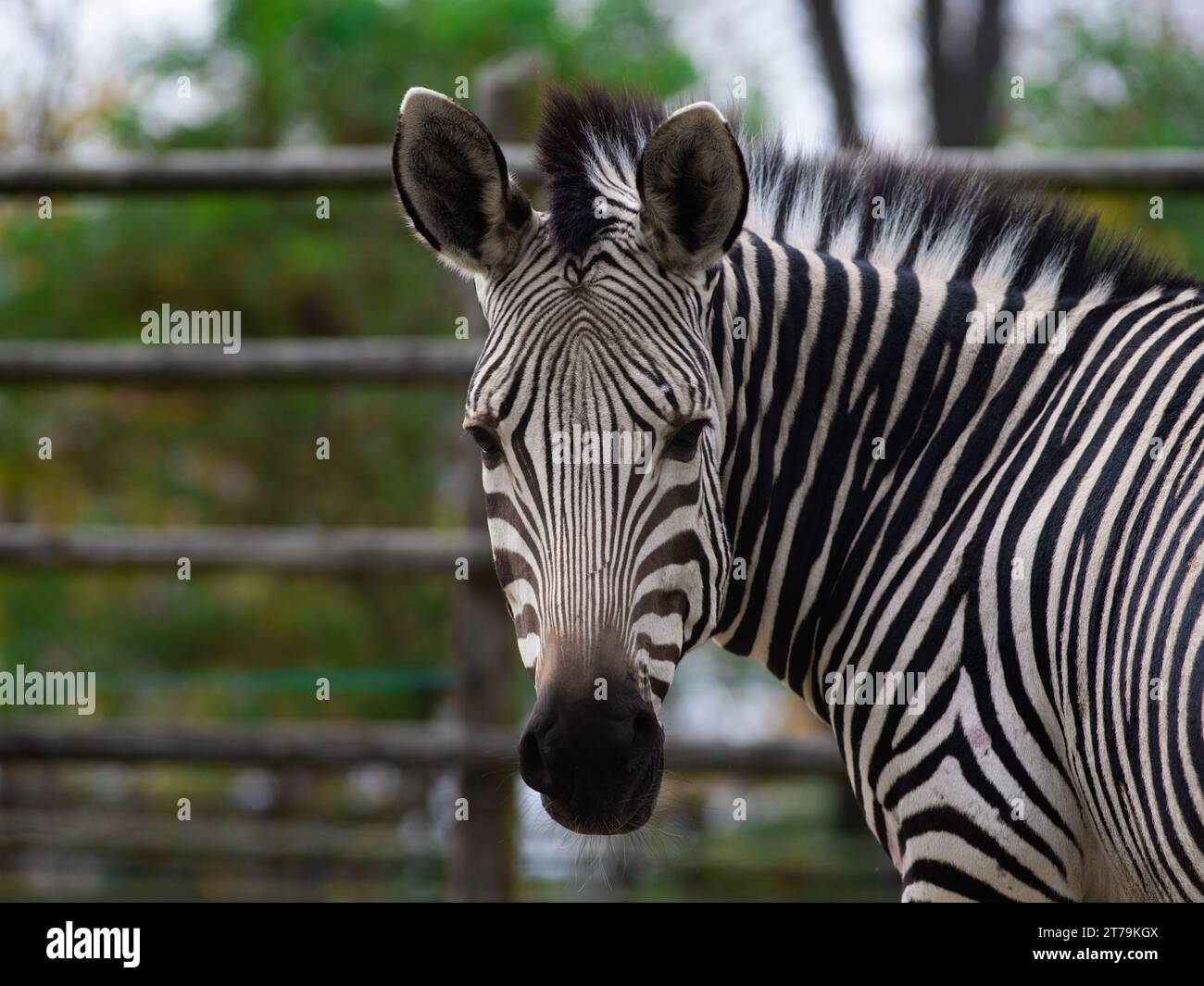 Beautiful african zebra outdoor hi-res stock photography and images - Alamy